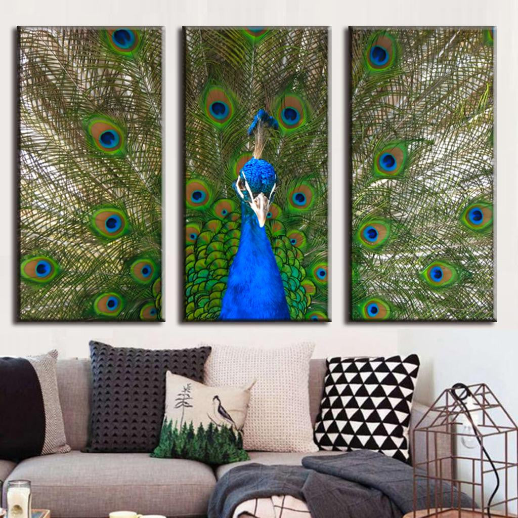 Peacock and Feathers